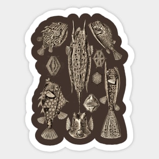 Ernst Haeckel Ostraciontes Fish  Wenge Sticker